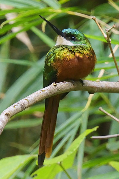 Rufous-tailed Jacamar (Galbula ruficauda) on Tobago