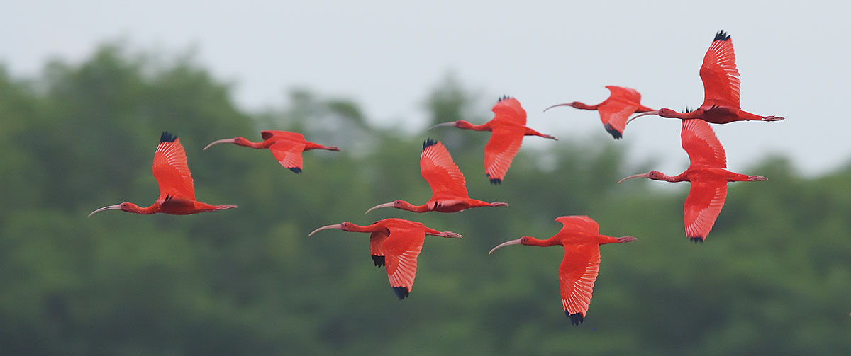 Scarlet Ibis (Eudocimus ruber) flying over Caroni Swamp