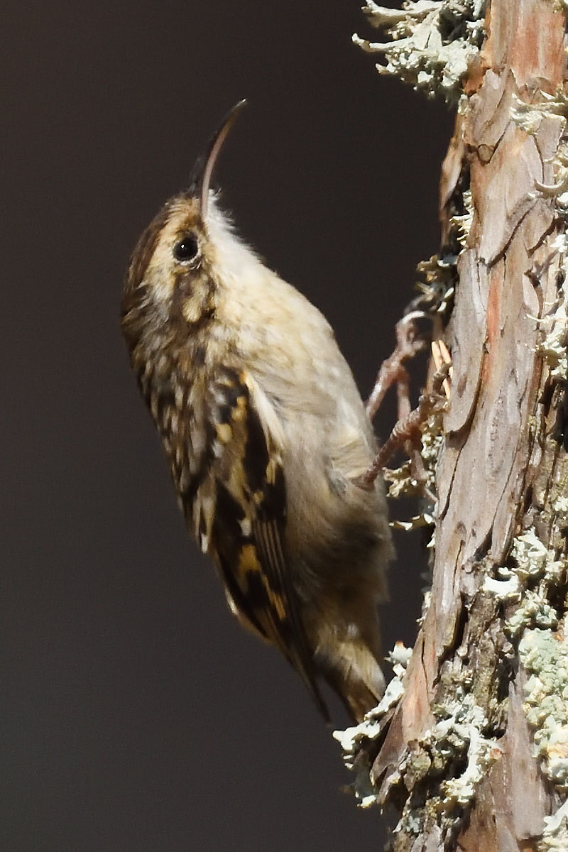 Short-toed Treecreeper (Certhia brachydactyla) in Spain