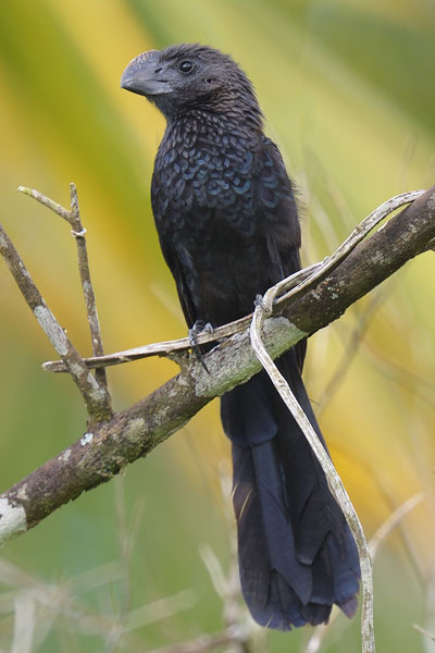Smooth-billed Ani (Crotophaga ani) on Trinidad