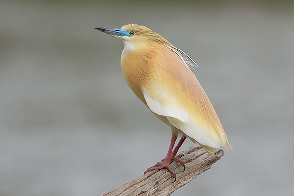 Squacco Heron (Ardeola ralloides) at Tsarassaotra Park