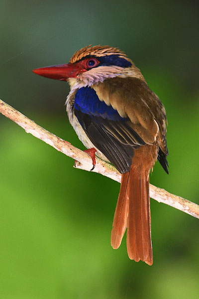 Sulawesi Lilac Kingfisher (Cittura cyanotis) in Tangkoko National Park