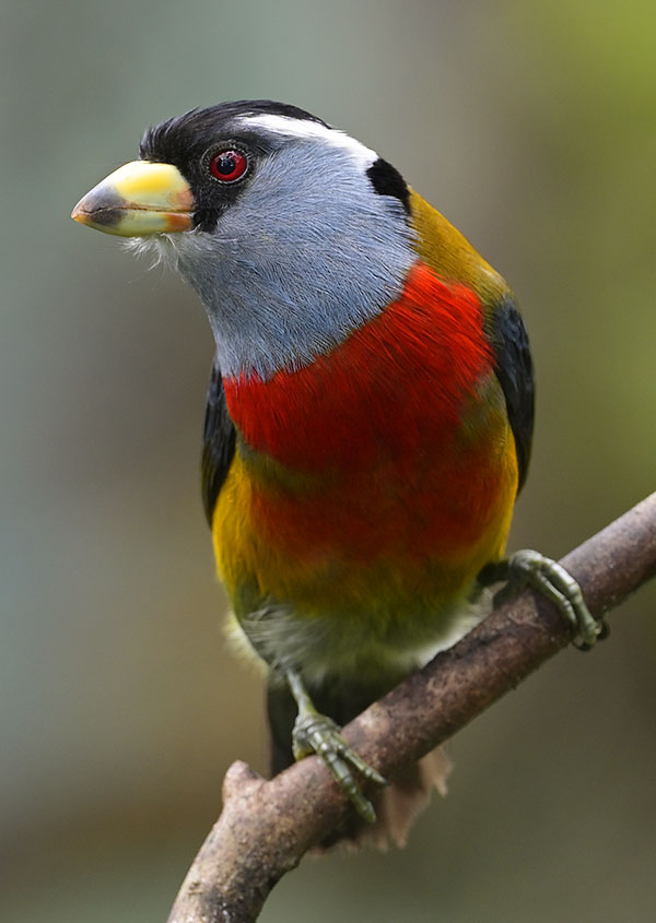 Toucan Barbet (Semnornis ramphastinus) in the cloud forest