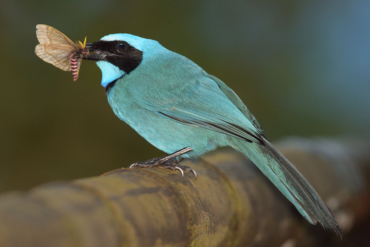 turquoise jay (Cyanolyca turcosa)
