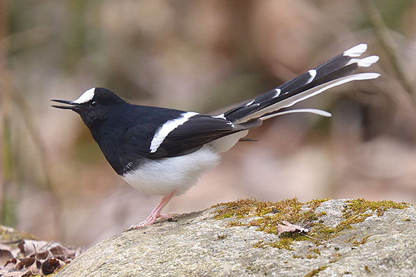 White-crowned Forktail (Enicurus leschenaulti)