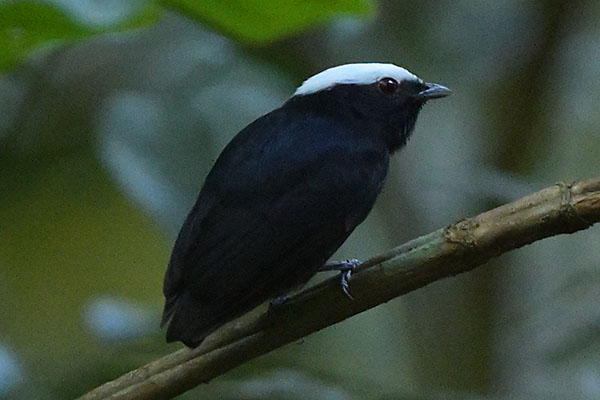 White-crowned Manakin (Pseudopipra pipra) at the Mico-Leão-Dourado Ecological Park