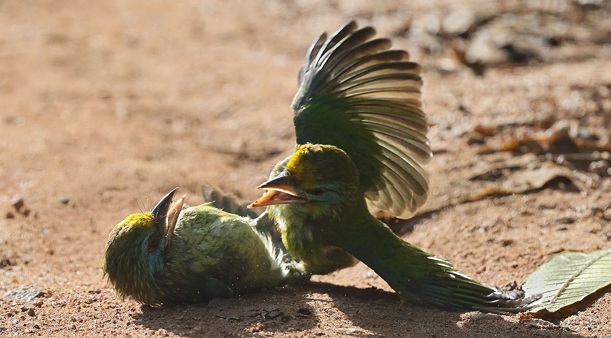Male Yellow-fronted Barbets (Psilopogon flavifrons) fighting