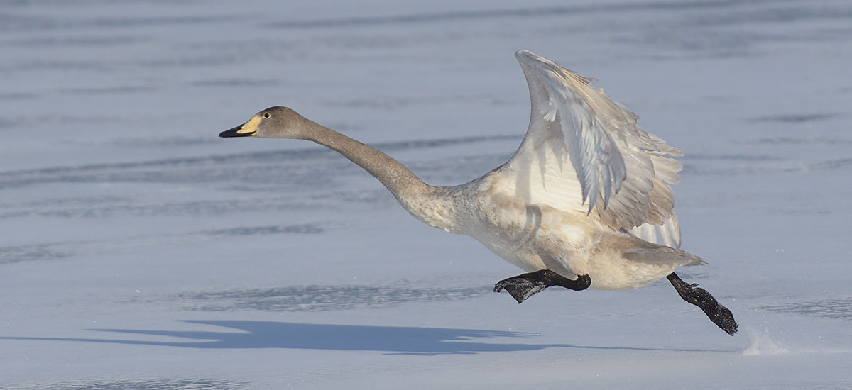 Whooper Swan (Cygnus cygnus) taking off