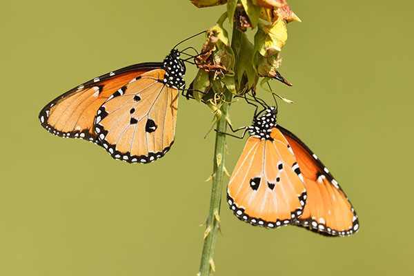 African Queen butterflies (Danaus chrysippus) feeding