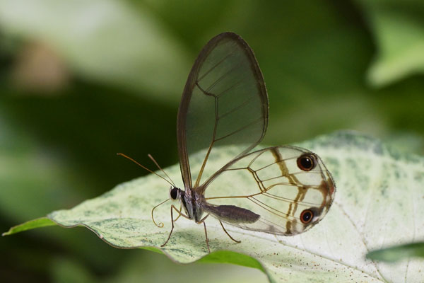 Amber Phantom butterfly (Haetera piera) in Reserva Naturale Feliciano Miguel Abdala