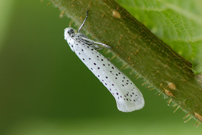 Bird-cherry Ermine moth (Yponomeuta evonymella) in the Brecon Beacons National Park
