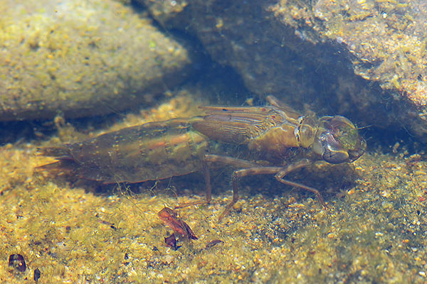 Broad-bodied Chaser (Libellula depressa) larva