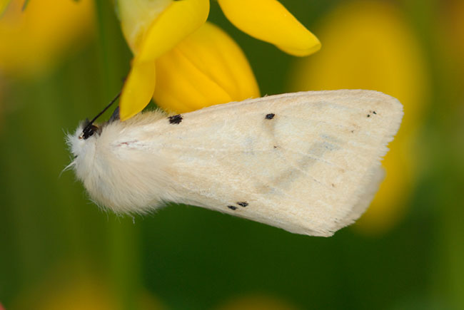 Buff Ermine moth (Spilosoma luteum) in Gorseinon, south Wales