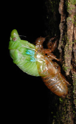 Cicada starting to emerge from the nymph