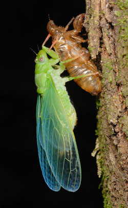 Cicada drying it's wings