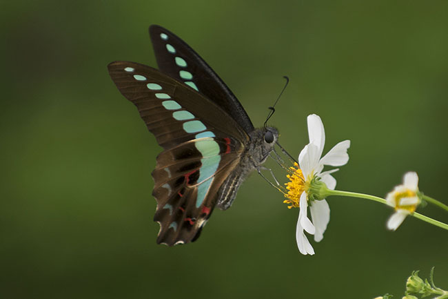 Photo of a Common Bluebottle (Graphium sarpedon) Common Bluebottle (Graphium sarpedon) in Okinawa, Japan