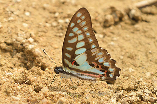 Common Jay Butterfly (Graphium doson) in Jiangfeng Ling National Park
