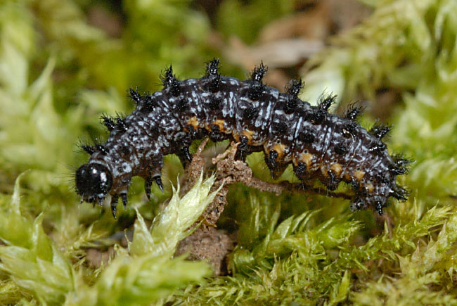 Dark Green Fritillary caterpillar (Argynnis aglaja) in the Alun Valley, south Wales