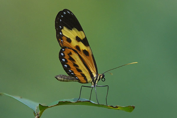 Ethilla Longwing butterfly (Heliconius ethilla) at Instituto Nacional Da Mata Atlántica
