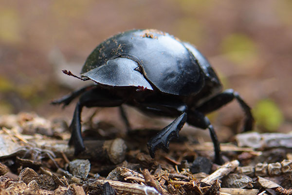 Flightless Dung Beetle (Circellium bacchus) in Addo Elephant Reserve