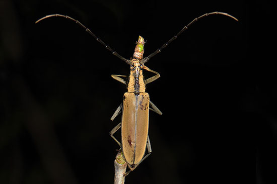 Longhorn Beetle (Cerambycidae sp.) in Jiangfeng Ling National Park
