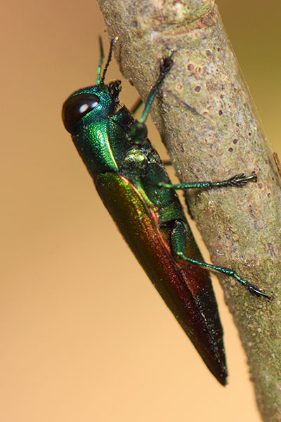 Beautiful Jewel Beetle (Buprestidae sp.)