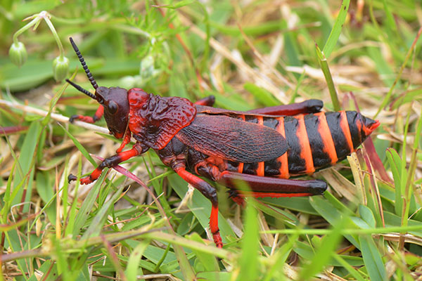 Koppie Foam Grasshopper (Dictyophorus spumans) in the Cape of Good Hope