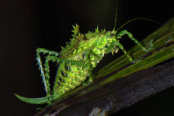 Spiny Bush Cricket (Tettigoniidae sp.) in the forest of Papua