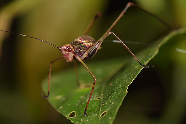 Pink Cricket (Tettigoniid sp.)