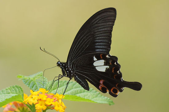 Red Helen Butterfly (Papilio helenus) in Jiangfeng Ling National Park