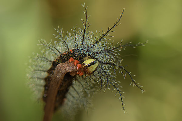 Saturniid Caterpillar (Saturniidae sp.)