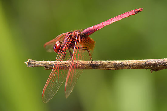 Scarlet Skimmer Dragonfly (Crocothemis servilia) in Jiangfeng Ling National Park