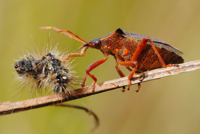 Spiked Shieldbug (Picromerus bidens) eating a caterpillar