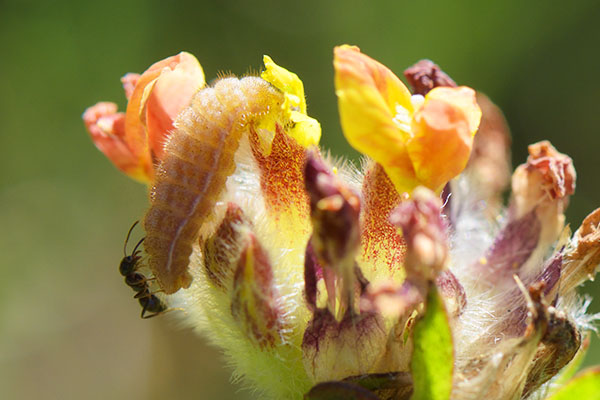  Eurasian Beaver (Castor fiber) feeding
