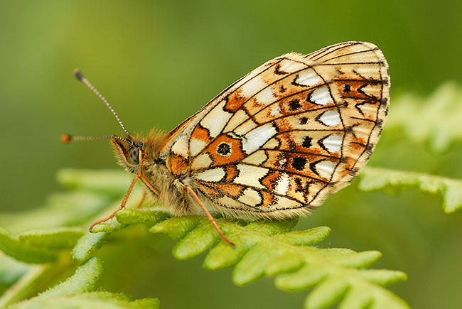 Small Pearl-bordered Fritillary roosting