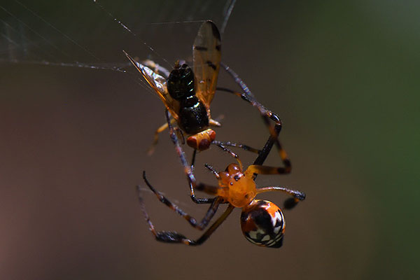 Leucauge spider that's caught a fly