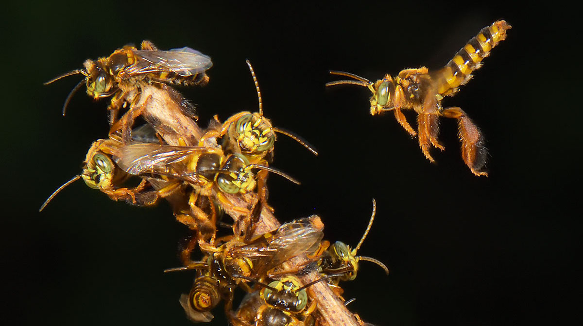 Social Wasps (Vespidae sp) swarming