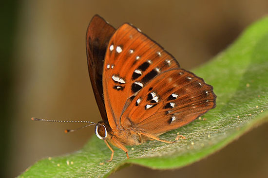 Dora's Harlequin Butterfly (Taxila dora) in Jiangfeng Ling National Park