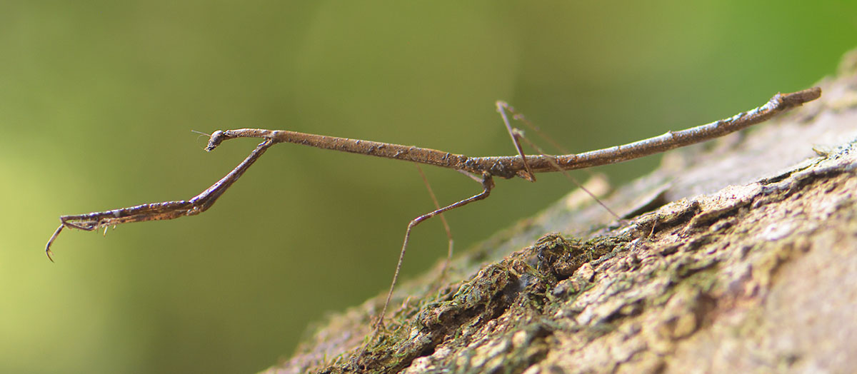 Hoatzin (Opisthocomus hoazin) displaying in the Amazon rainforest