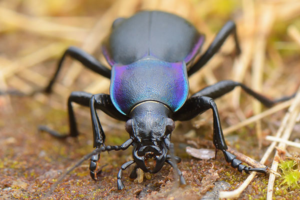 Violet Ground Beetle (Carabus violaceus) at Creag Meagaidh