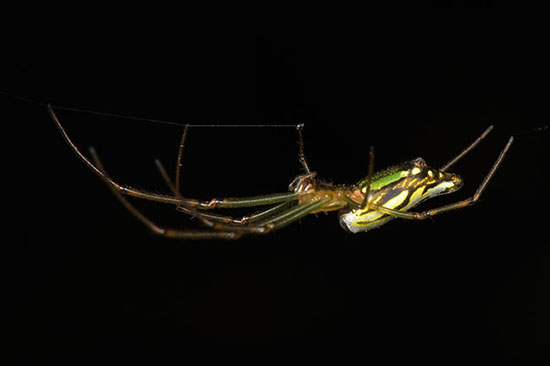 Poltys spider (Poltys sp.) camouflaged 