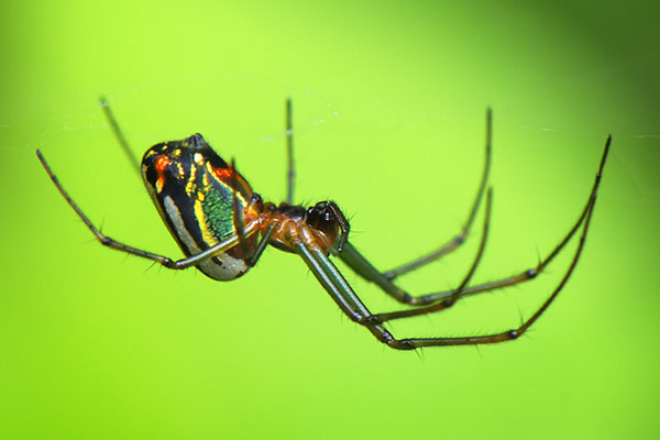 Long-jawed Orb Weaver spider (Leucauge sp.)