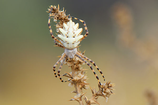 Lobed Argiope Spider (Argiope lobata) in Tankwa Karoo National Park