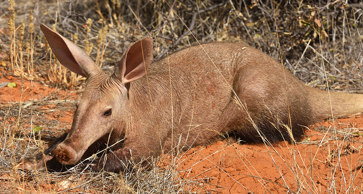 Aardvark (Orycteropus afer) in South Africa