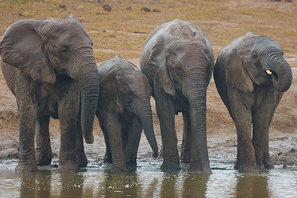 African Savannah Elephants (Loxodonta africana) drinking