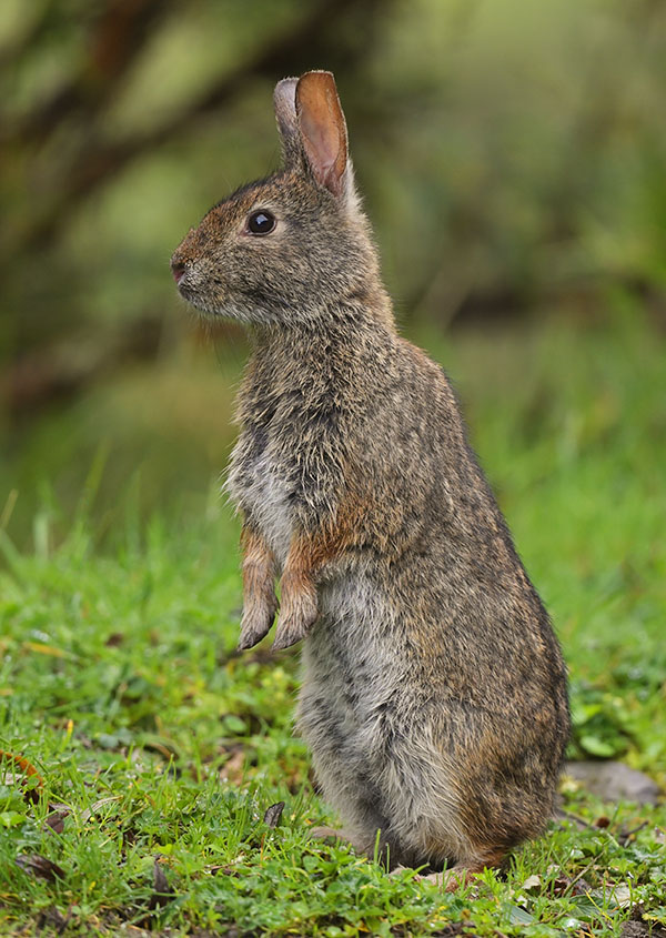 Andean Tapeti (Sylvilagus andinus) at Papallacta