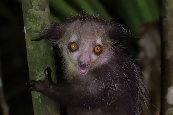Tame Aye-aye (Daubentonia madagascariensis) at Palmarium Hotel