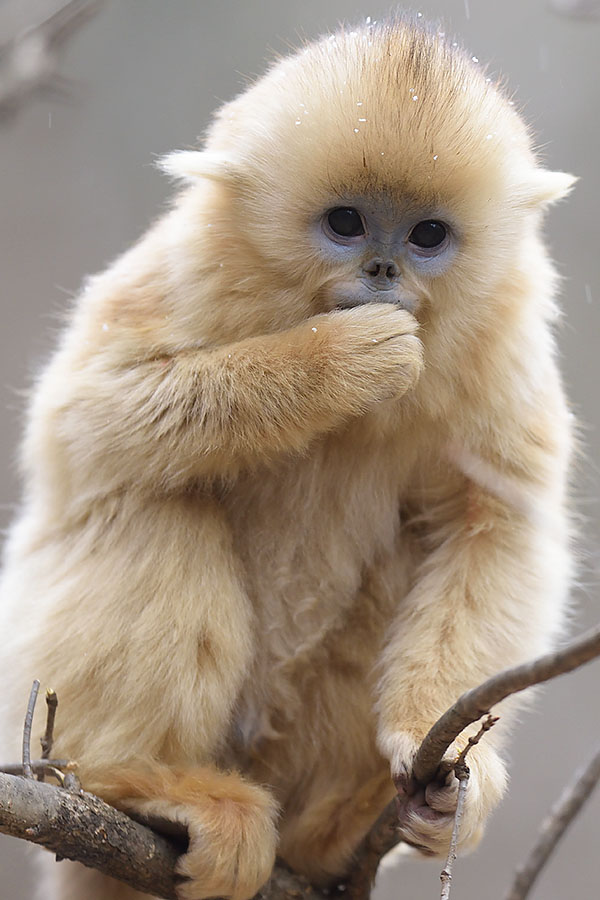 Golden Snub-nosed Monkey baby (Rhinopithecus roxellana)