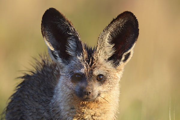 Bat-eared Fox (Otocyon megalotis)