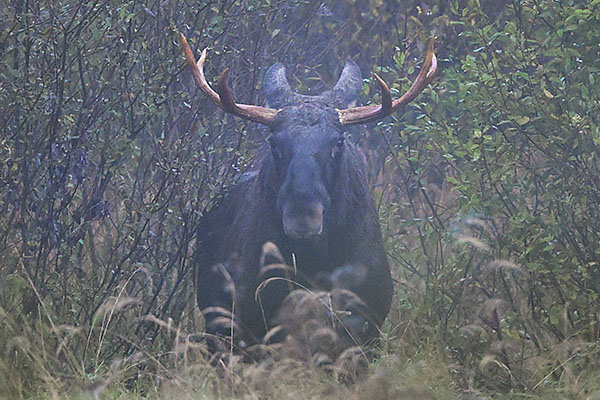 Male Moose (Alces alces) Malingsbo-Kloten Nature Reserve